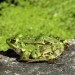 Grenouille verte